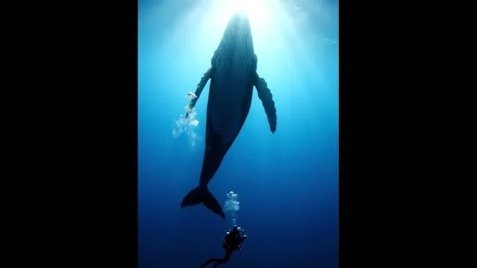 784人文艺术欣赏ppt404 - 深蓝星球：探索海洋深处的未知世界